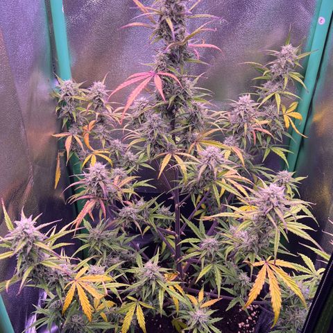 Forbidden Cherry Auto growlog timeline photo