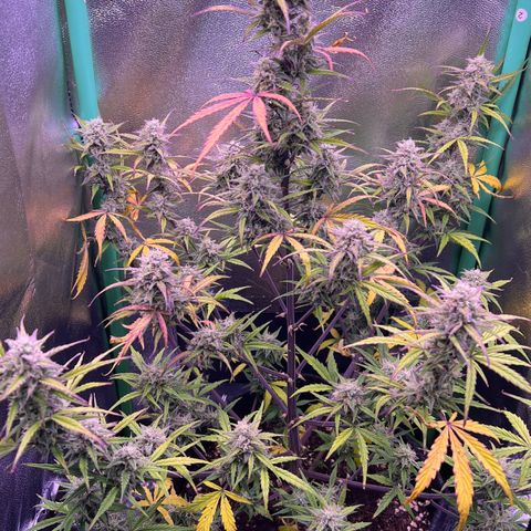 Forbidden Cherry Auto growlog timeline photo