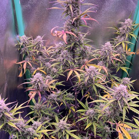 Forbidden Cherry Auto growlog timeline photo