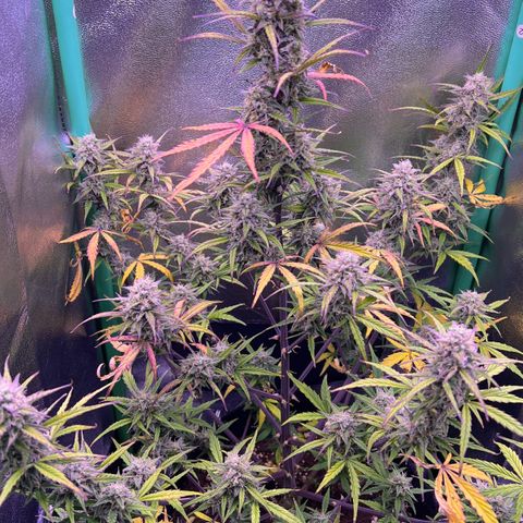 Forbidden Cherry Auto growlog timeline photo