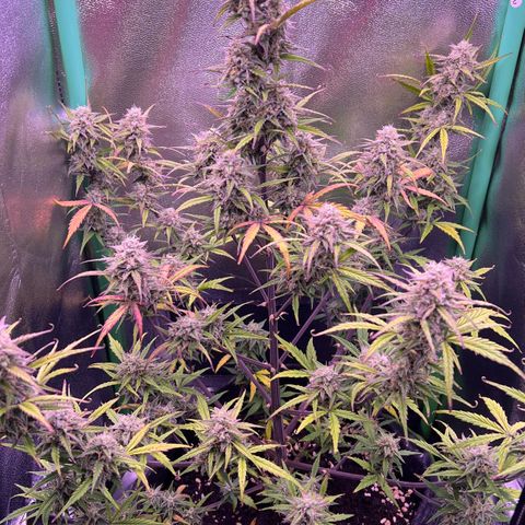 Forbidden Cherry Auto growlog timeline photo