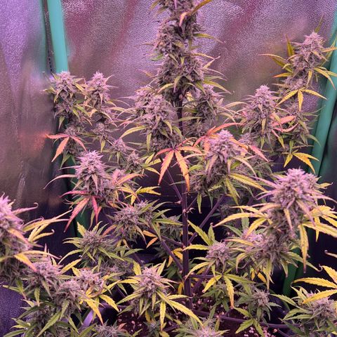 Forbidden Cherry Auto growlog timeline photo