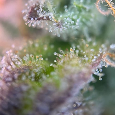 Forbidden Cherry Auto growlog timeline photo