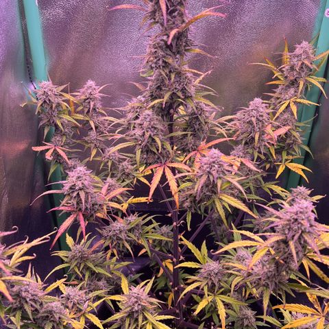 Forbidden Cherry Auto growlog timeline photo