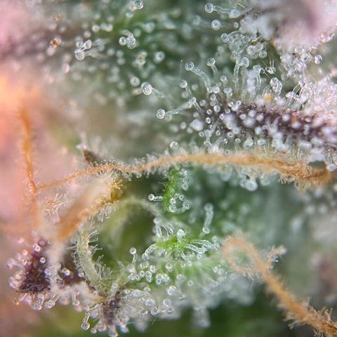Forbidden Cherry Auto growlog timeline photo
