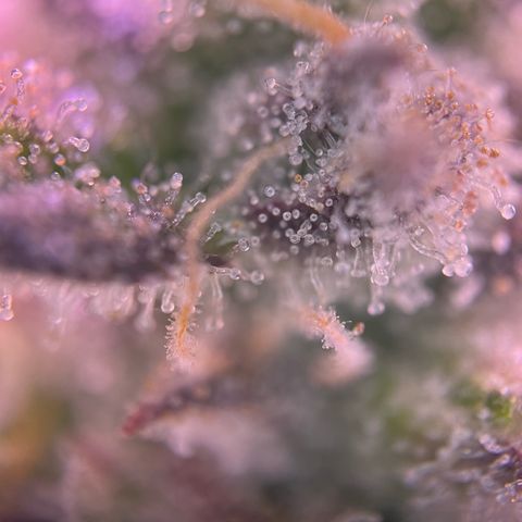 Forbidden Cherry Auto growlog timeline photo