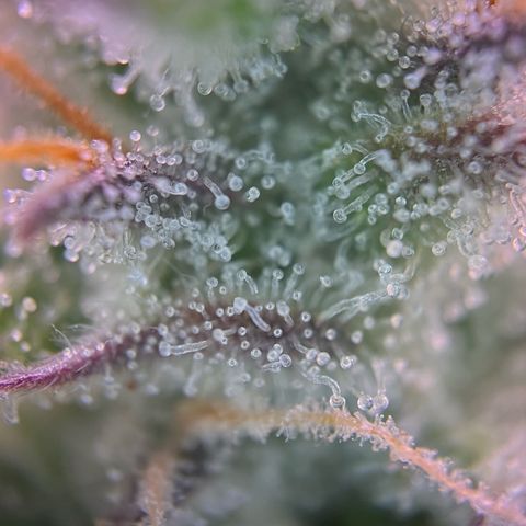 Forbidden Cherry Auto growlog timeline photo