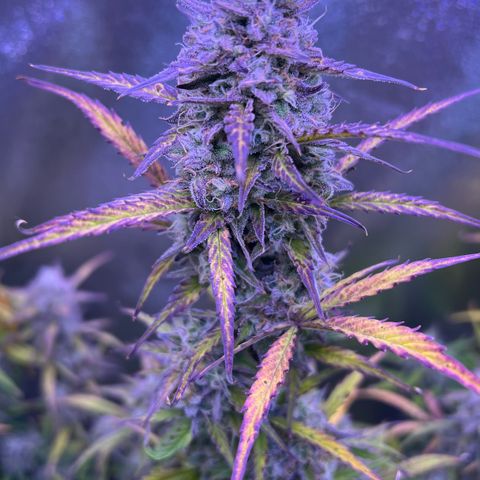 Forbidden Cherry Auto growlog timeline photo