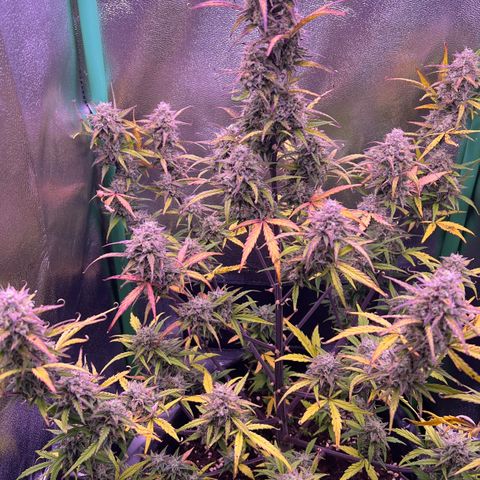 Forbidden Cherry Auto growlog timeline photo