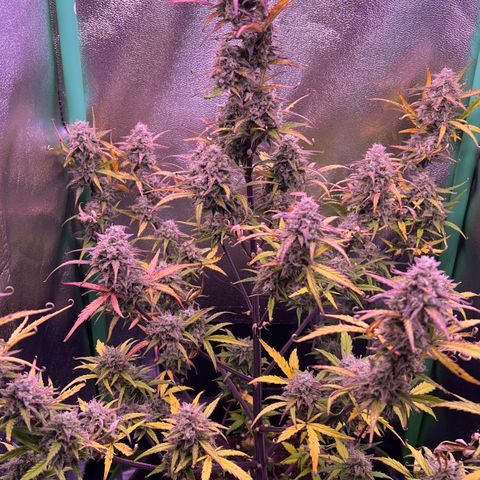 Forbidden Cherry Auto growlog timeline photo