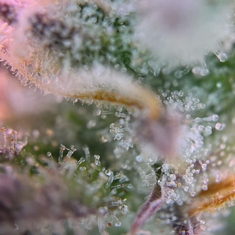 Forbidden Cherry Auto growlog timeline photo
