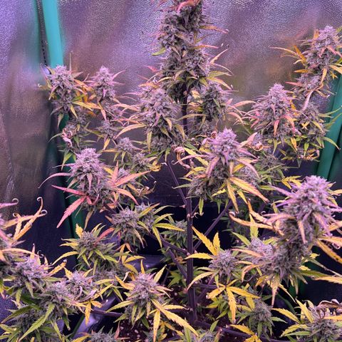 Forbidden Cherry Auto growlog timeline photo