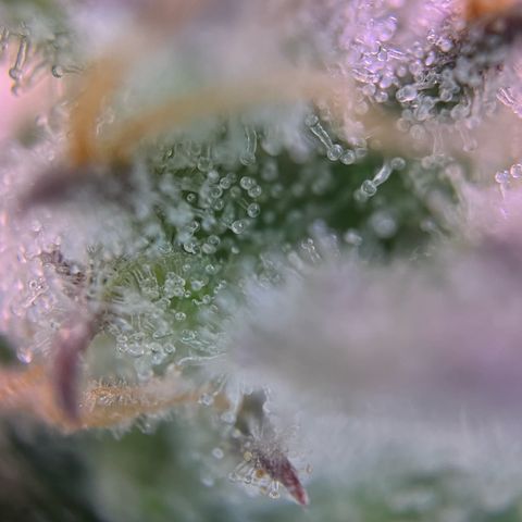 Forbidden Cherry Auto growlog timeline photo