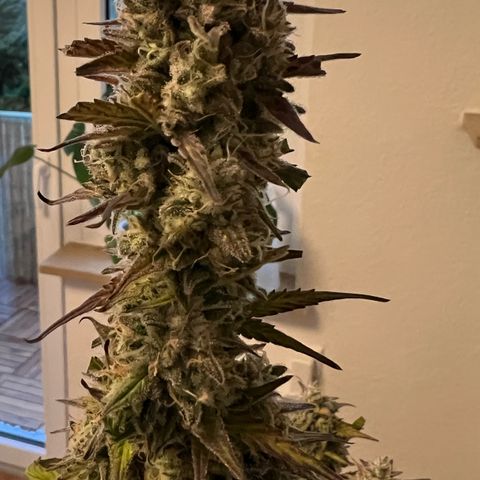Forbidden Cherry Auto growlog timeline photo