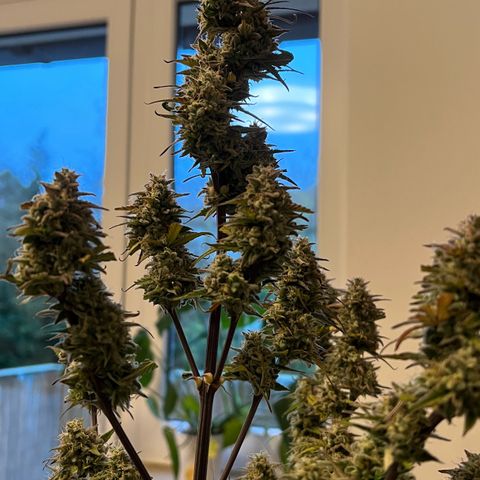 Forbidden Cherry Auto growlog timeline photo