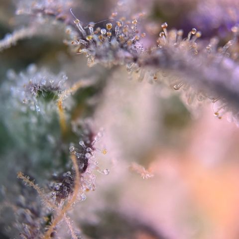 Forbidden Cherry Auto growlog timeline photo