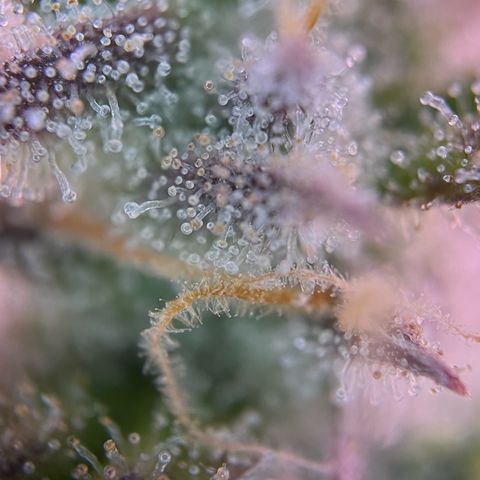 Forbidden Cherry Auto growlog timeline photo