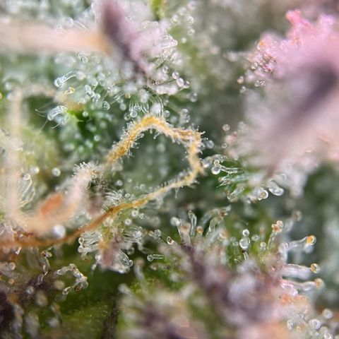 Forbidden Cherry Auto growlog timeline photo
