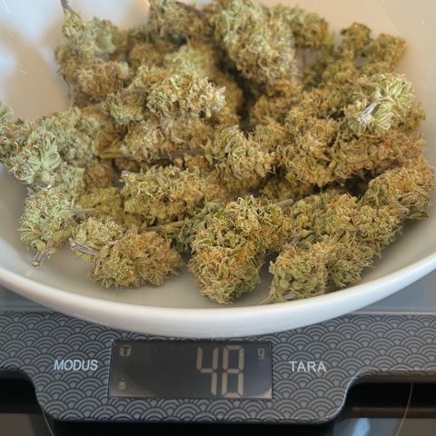 Forbidden Cherry Auto growlog timeline photo