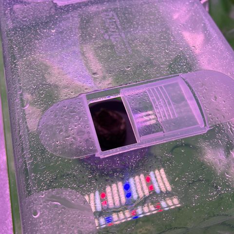 Forbidden Cherry Auto growlog timeline photo