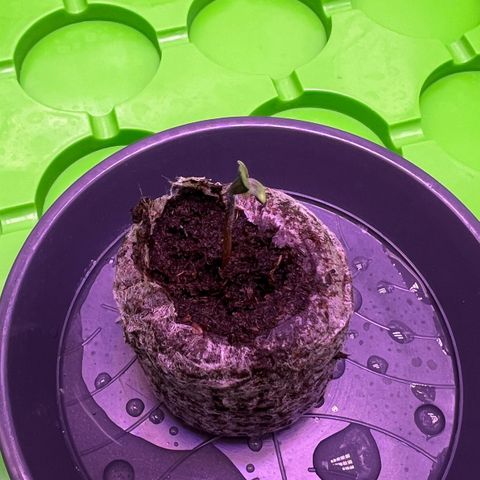 Forbidden Cherry Auto growlog timeline photo