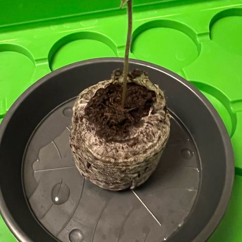 Forbidden Cherry Auto growlog timeline photo
