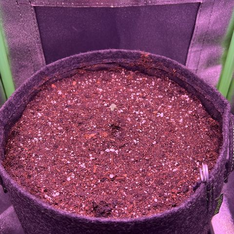 Forbidden Cherry Auto growlog timeline photo