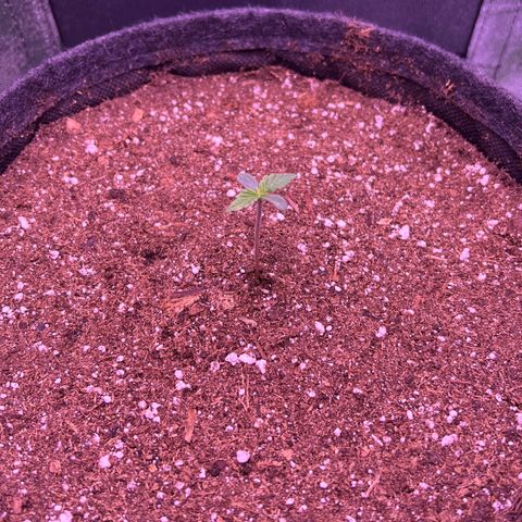 Forbidden Cherry Auto growlog timeline photo