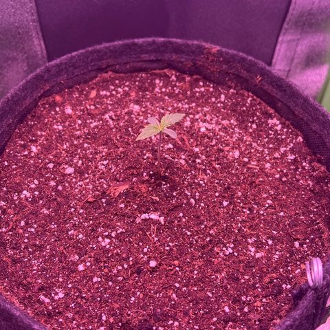 Forbidden Cherry Auto growlog timeline photo