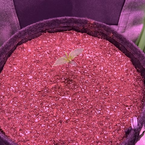 Forbidden Cherry Auto growlog timeline photo
