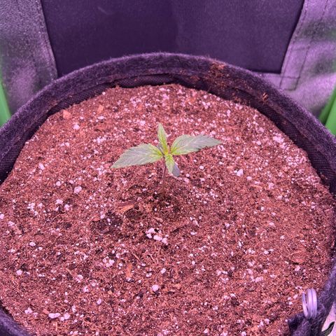 Forbidden Cherry Auto growlog timeline photo