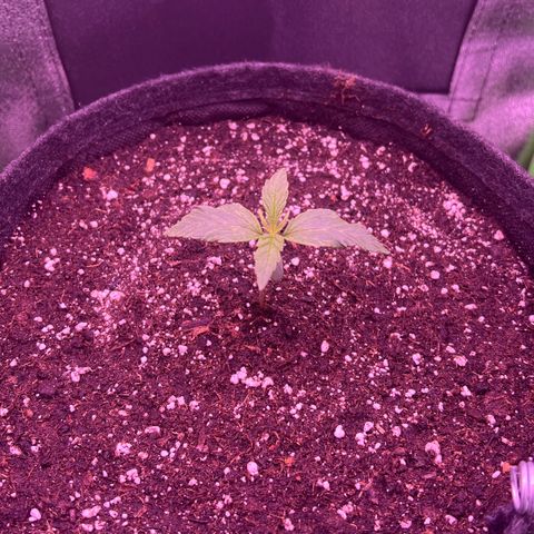 Forbidden Cherry Auto growlog timeline photo