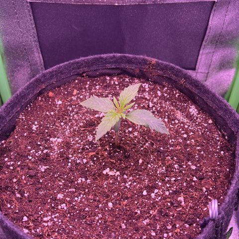 Forbidden Cherry Auto growlog timeline photo