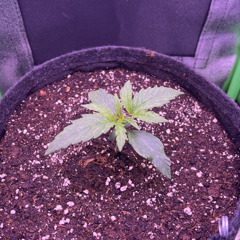 Forbidden Cherry Auto growlog timeline photo