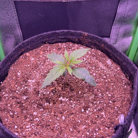 Forbidden Cherry Auto growlog timeline photo