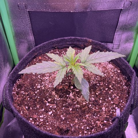 Forbidden Cherry Auto growlog timeline photo