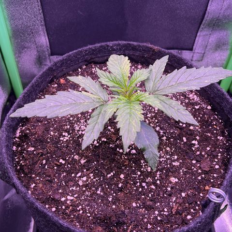 Forbidden Cherry Auto growlog timeline photo