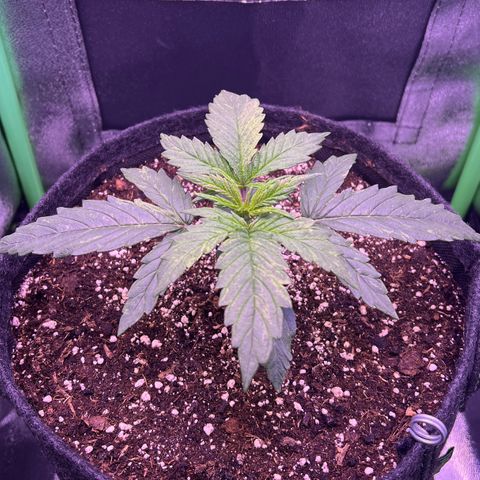 Forbidden Cherry Auto growlog timeline photo