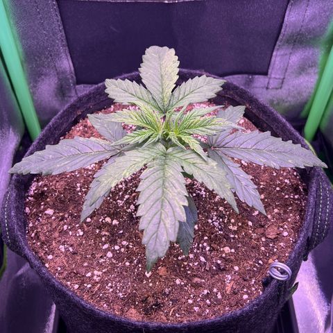 Forbidden Cherry Auto growlog timeline photo