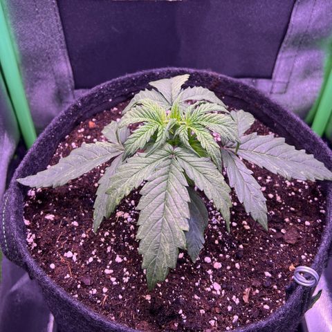 Forbidden Cherry Auto growlog timeline photo