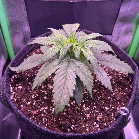 Forbidden Cherry Auto growlog timeline photo