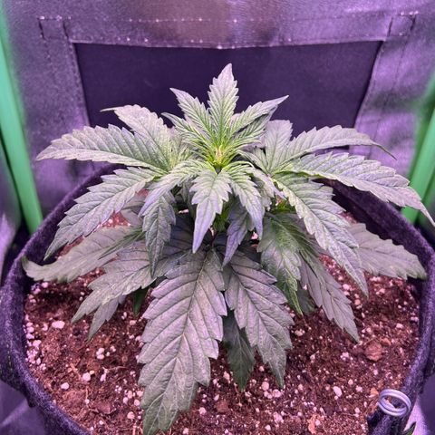 Forbidden Cherry Auto growlog timeline photo