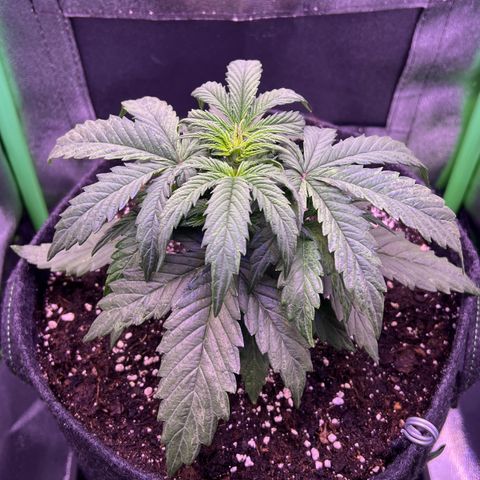 Forbidden Cherry Auto growlog timeline photo