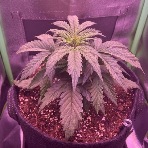 Forbidden Cherry Auto growlog timeline photo