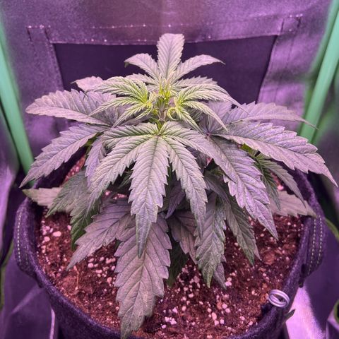 Forbidden Cherry Auto growlog timeline photo