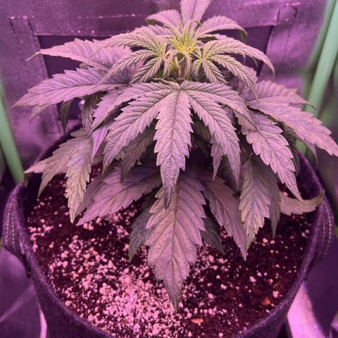 Forbidden Cherry Auto growlog timeline photo