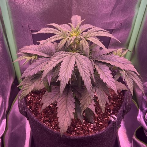 Forbidden Cherry Auto growlog timeline photo