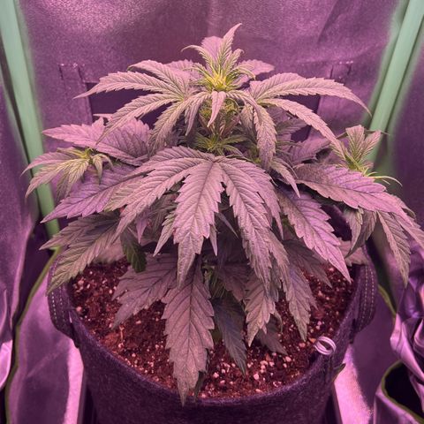 Forbidden Cherry Auto growlog timeline photo