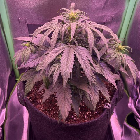 Forbidden Cherry Auto growlog timeline photo