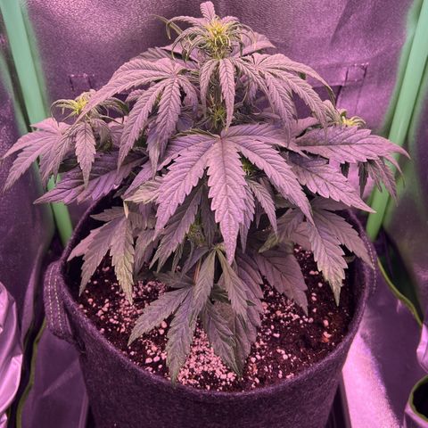 Forbidden Cherry Auto growlog timeline photo